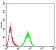 ADIPOQ Primary Antibody MP31163 [M3A12D5]