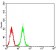 ASH2L Primary Antibody MP31165 [M6F6B9]