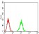 ATG2A Primary Antibody MP31167 [M4E6D4]