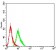AFAP1L2 Primary Antibody MP31168 [M4E12D7]
