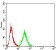TFAP2A Primary Antibody MP31169 [M2H9B5]