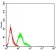 TFAP2A Primary Antibody MP31170 [M2H9F12]