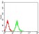 Phospho-4E-BP1 (Ser65) Primary Antibody MP31174 [M1E2E7]