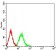 Phospho-4E-BP1 (Ser65) Primary Antibody MP31175 [M2D1G11]