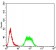 NAA10 Primary Antibody MP31177 [M3G3B9]