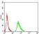 AMY1A Primary Antibody MP31182 [M5G6F7]