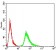 AMY1A Primary Antibody MP31184 [M1G4D8]