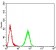 ASF1B Primary Antibody MP31191 [M6G7G4]