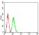 ADAR Primary Antibody MP31196 [M4E2B5]