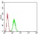 ADAR Primary Antibody MP31197 [M4E2E4]