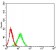 ADAR Primary Antibody MP31197 [M4E2E4]