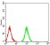 ATG3 Primary Antibody MP31200 [M2C10A12]