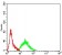 RIPK4 Primary Antibody MP31201 [M1F7D9]