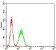 APEX1 Primary Antibody MP31203 [M7A2G7]