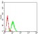 RUNX3 Primary Antibody MP31207 [M7E2B8]