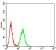 AXIN1 Primary Antibody MP31208 [M4E9F1]