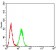 C1QC Primary Antibody MP31209 [M4H9D7]