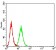 BCAT2 Primary Antibody MP31212 [M7G3A11]