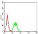BCL2L10 Primary Antibody MP31213 [M8A2F9]