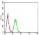 BCL2L10 Primary Antibody MP31214  [M8A11G12]