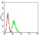 BCL11B Primary Antibody MP31219 [M1F8G8]