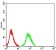 CHRNA6 Primary Antibody MP31226 [M5B6G8]