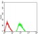 GRIN3B Primary Antibody MP31229 [M2A8E11]