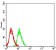 GRIN3B Primary Antibody MP31229 [M2A8E11]