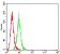 IGHM Primary Antibody MP31236 [M9A8A4]
