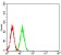 BAG1 Primary Antibody MP31237 [M2F7A11]