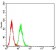 HAVCR1 Primary Antibody MP31247 [M3A12E10]