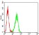 BTRC Primary Antibody MP31253 [M4C5D8]