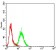 BCR Primary Antibody MP31261 [M1E11G12]
