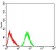 GRIK4 Primary Antibody MP31265 [M8H5G5]