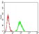 GRIK4 Primary Antibody MP31266 [M8H5H9]