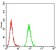 ATPIF1 Primary Antibody MP31272 [M1F3B8]