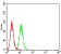 BCL2L2 Primary Antibody MP31273  [M4G12D11]