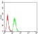 CTNNB1 Primary Antibody MP31277 [M7C5A2]