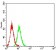CTNNB1 Primary Antibody MP31278 [M7C5D2]