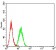 GRIN2A Primary Antibody MP31279 [M3G10F9]
