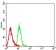 BCL2L2 Primary Antibody MP31283 [M4G12E6]