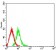 GRM6 Primary Antibody MP31285 [M7D9C9]