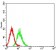 ALDOA Primary Antibody MP31287  [M1C5B2]