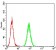 HTR3A Primary Antibody MP31293  [M3B11C10]