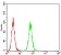 HTR3B Primary Antibody MP31295 [M2H9H5]