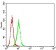 BCL9L Primary Antibody MP31297 [M1C9G2]