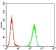 ADORA2A Primary Antibody MP31299 [M6A6G11]