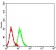 ADAP1 Primary Antibody MP31302  [M3E2D9]