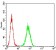 TNFSF11 Primary Antibody MP31305 [M3H8A7]