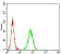 TNFSF11 Primary Antibody MP31306 [M7G3D7]